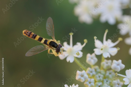 Hover fly Episyrphus baleatus foraging on flower
