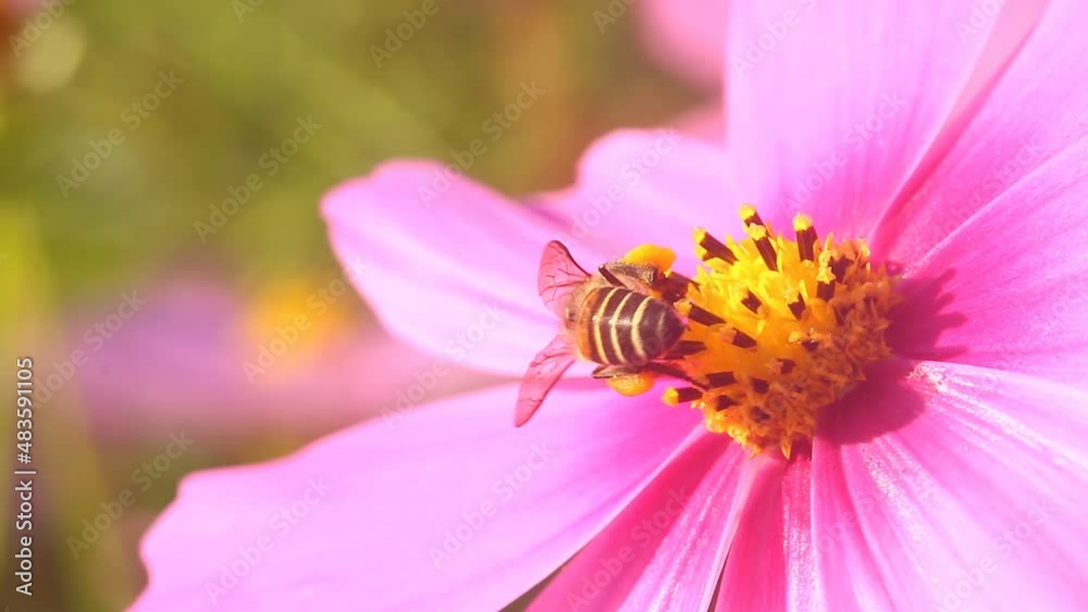 Beautiful cosmos flowers and bee in the garden, outdoor Lumphum province Thailand Beautiful cosmos flowers and bee in the garden, outdoor Lumphum province Thailand
