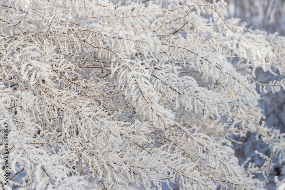 Winter background: dry grass covered with snow crystals, branches covered with snow close-up Winter background: dry grass covered with snow crystals, branches covered with snow close-up