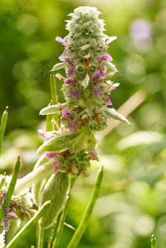 Wollziest, Stachys byzantina, Woll-Zies