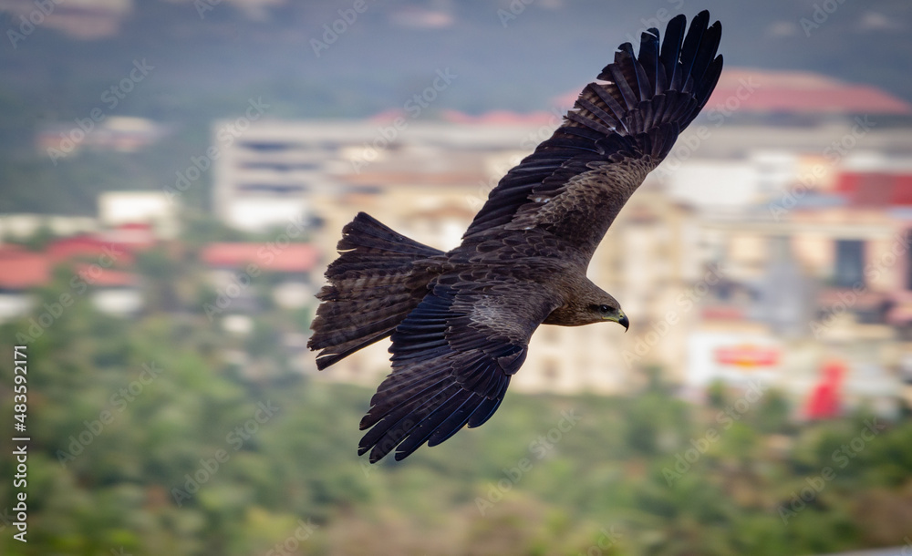 Obraz premium eagle in flight