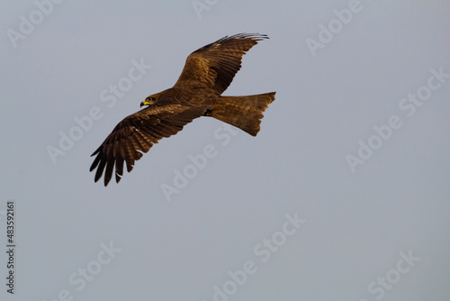 eagle in flight