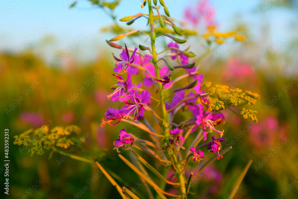 A fireweed flowers on meadow with blue sky, selective focus. A bloom fireweed meadowland for poster, calendar, post, screensaver, wallpaper, postcard, card, banner, cover, website
