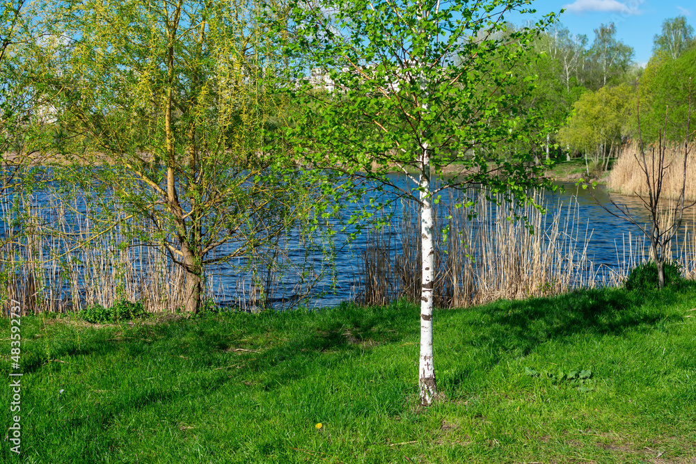 White birch on the lake in an urban environment.