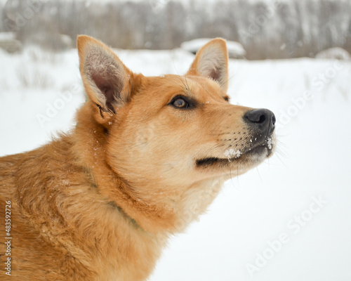 Portrait of an adult red dog on snow background
