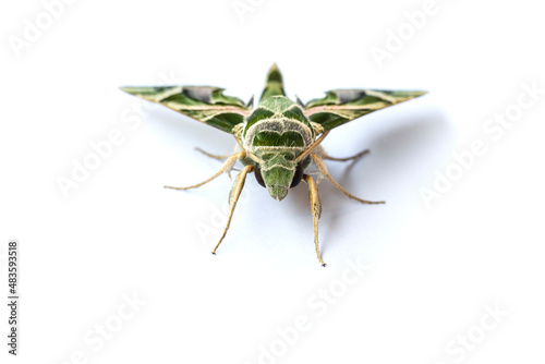 The Oleander Hawk Moth, or The Gardinia Hawk Moth. isolate on white background.