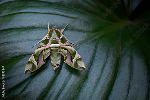 The Oleander Hawk Moth, or The Gardenia Hawk Moth isolate on green leaves. 