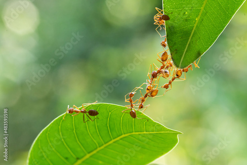 Ant action standing. Ant bridge unity team, Concept team work together. © frank29052515