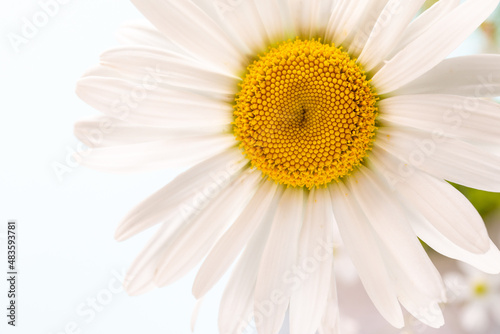 White daisy chamomile flower. Creative lifestyle  summer  spring concept. Copy space  flat lay  top view.