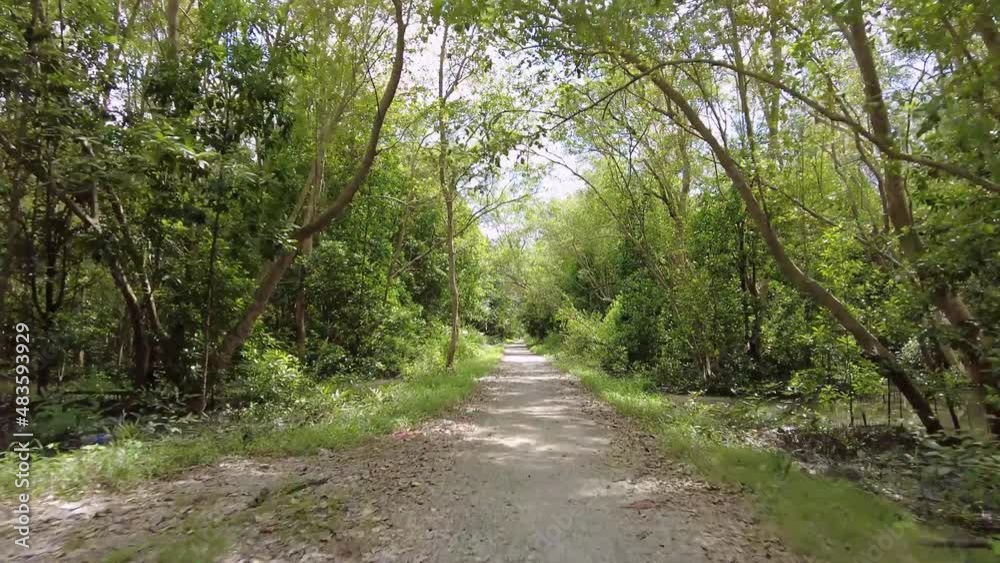 POV move at the countryside road in Malaysia. Both side is mangrove tree POV move at the countryside road in Malaysia. Both side is mangrove tree