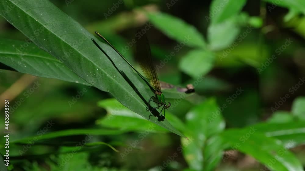 Clear-winged Forest Glory, Vestalis gracilis facing to the right while on the leaf blown by some wind in the forest then flies away to return bouncing with the leaf, Khao Yai National Park, Thailand. Clear-winged Forest Glory, Vestalis gracilis facing to the right while on the leaf blown by some wind in the forest then flies away to return bouncing with the leaf, Khao Yai National Park, Thailand.