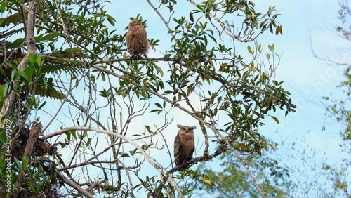 Buffy Fish Owl, Ketupa ketupu fledgling as seen from its back preening and shaking its feathers while looking back as the mother bird sleeps, Khao Yai National Park, Thailand. photo