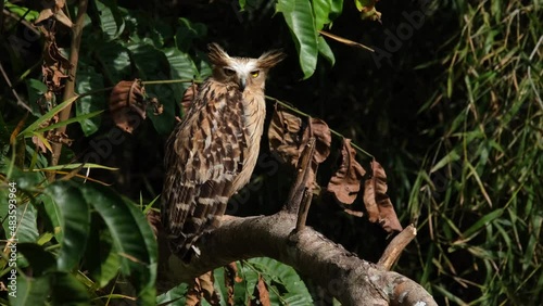 Buffy Fish Owl, Ketupa ketupu seen from its right side while facing forward then suddenly turns its head to look straight to the camera in Khao Yai National Park, Thailand. photo