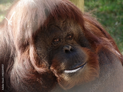 Orangután de borneo