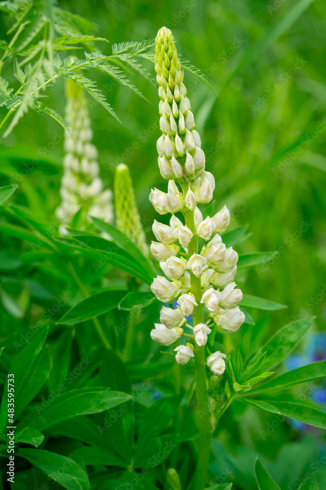 White lupines on a summer flowering meadow