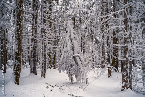 Winter forest with snow in the Bavarian Forest. Harsh winter landscape, beautiful snow-covered fir trees stand on a cold winter day.