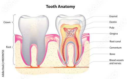 Detailed tooth anatomy (anatomy of tooth)