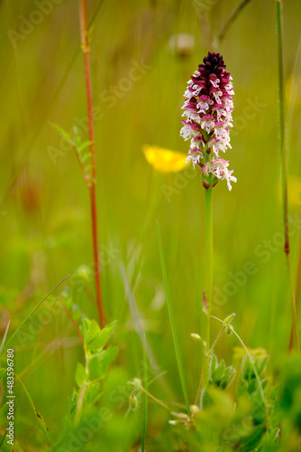 Brand-Knabenkraut, Orchis ustulata, photo