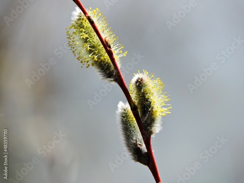 willow catkins in spring