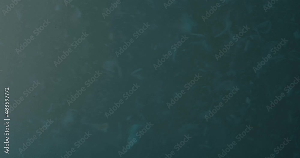 concept video to show Piranha feeding underwater in 4k and 60fps. concept video to show Piranha feeding underwater in 4k and 60fps.