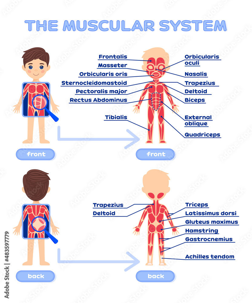 Human Muscular System with a Description. Front and Back view ...