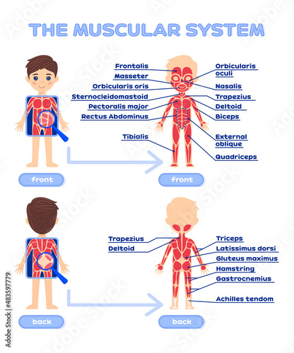 Human Muscular System with a Description. Front and Back view. Worksheet for Anatomy and Biology lesson. Poster. Printable. Cartoon style. White background. Vector image for Education with Children.