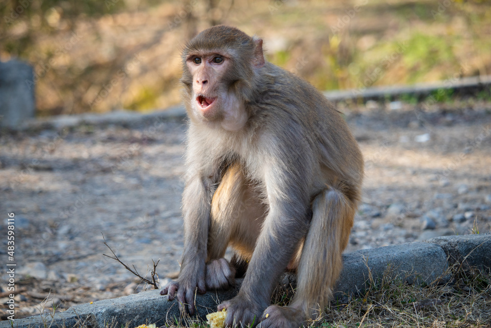 baboon sitting on the ground baboon sitting on the ground