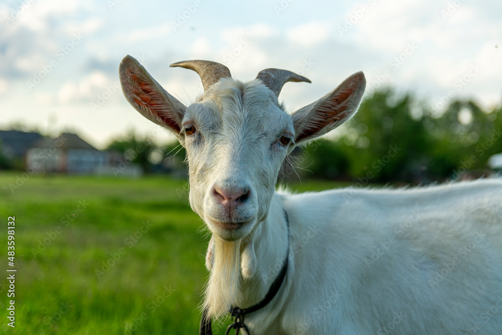 Grey goat portrait. Sunset time Grey goat portrait. Sunset time