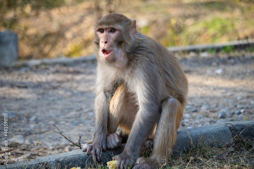 baboon sitting on the ground