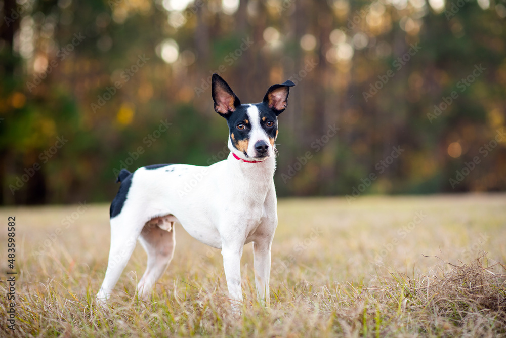 Rat Terrier in a clearing in the woods at sunset. Dog is standing on grass in the sun with trees in the background. Rat terrier portrait at the park.	 - obrazy, fototapety, plakaty 