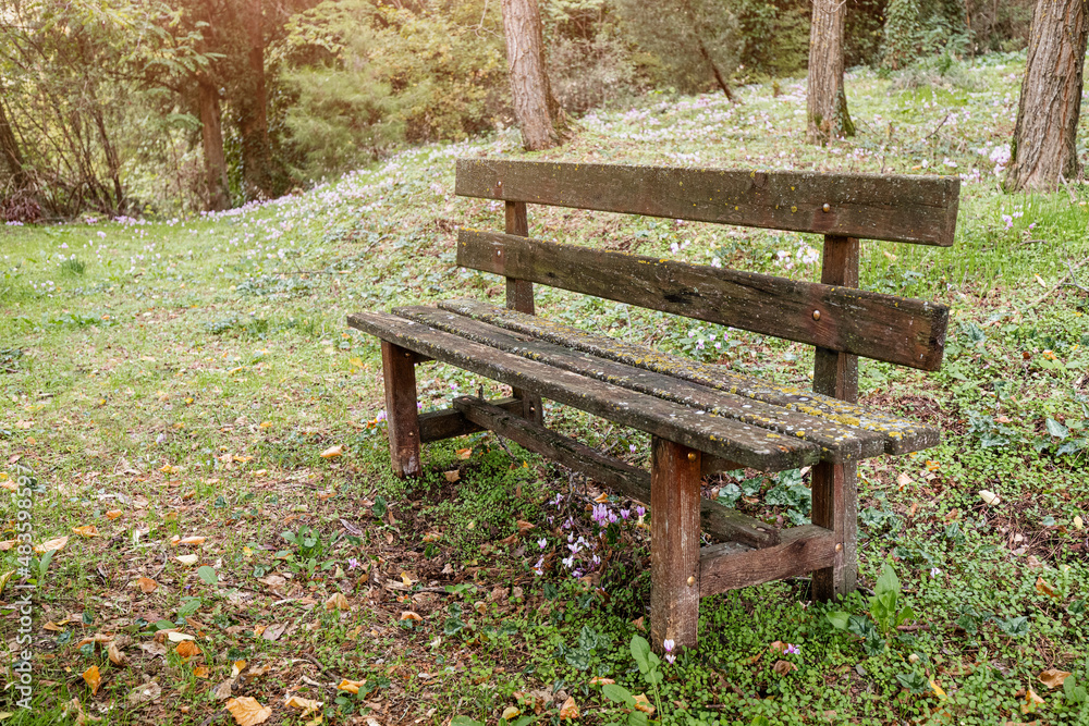 An old lichen-covered wooden bench in a village park in the middle of a dense forest. Atmospheric mood An old lichen-covered wooden bench in a village park in the middle of a dense forest. Atmospheric mood