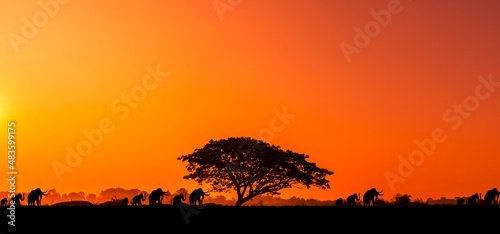 sunset and sunrise with silhouette tree. amazing view. © Mohwet