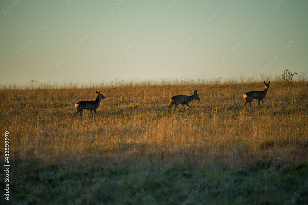 Wild Roe Deer (Capreolus capreolus) on make their eay across meadow grassland in th elate afternoon Wild Roe Deer (Capreolus capreolus) on make their eay across meadow grassland in th elate afternoon