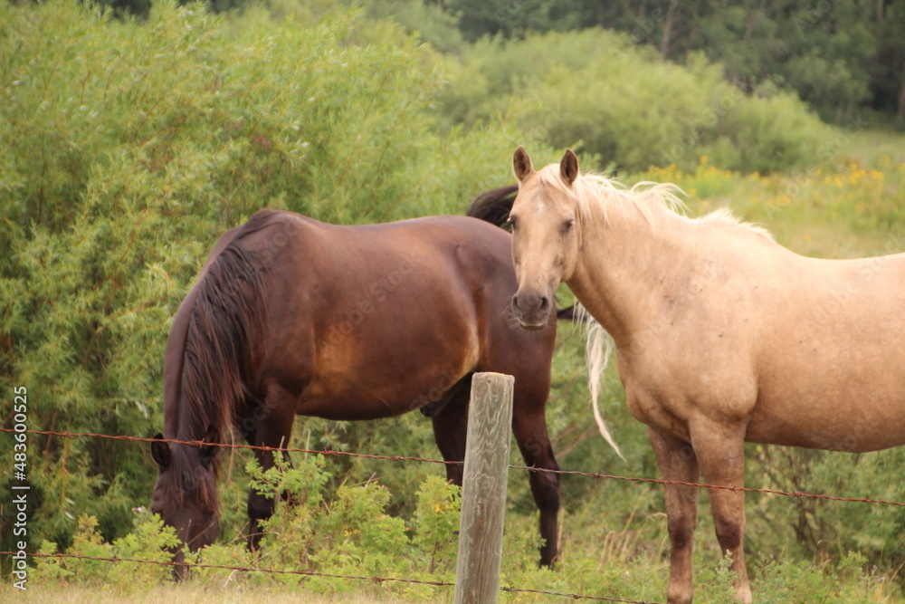 horses in the meadow