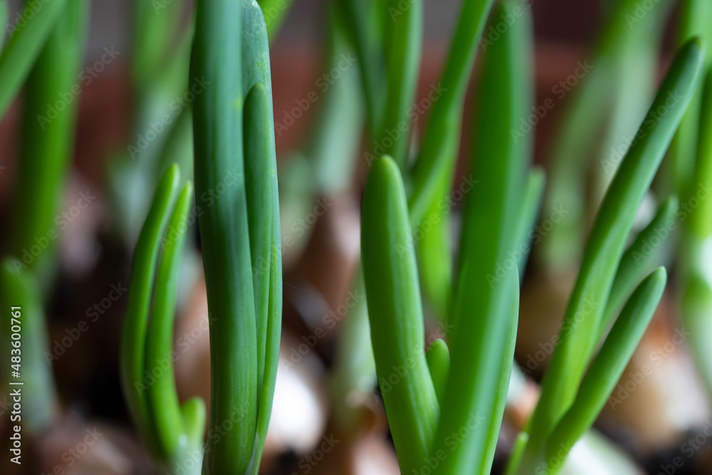 Scallions Or Green Onions, Spring Onions, Or Salad Onions. Young Spring Green Leaf Leaves Growing In Vegetable Garden. Healthy Vegetable.