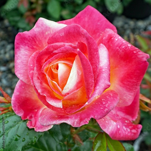 rose
