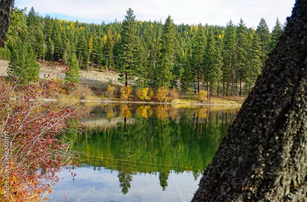 Obraz premium tree reflection