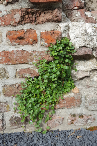 Ivy-leaved toadflax (Cymbalaria muralis) on brick wall photo