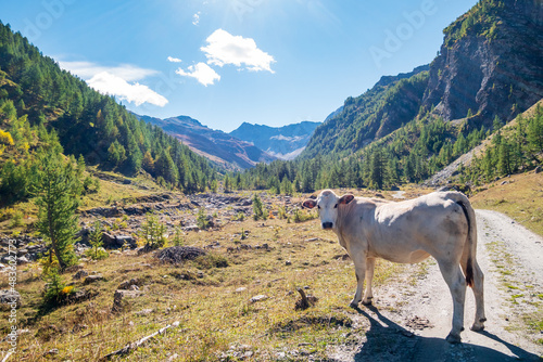 Cow looking at camera. Cattle on dirt road in the italian Alps. Mountain landscape  scenic forest  animal farm  milk meat  healthy eating.