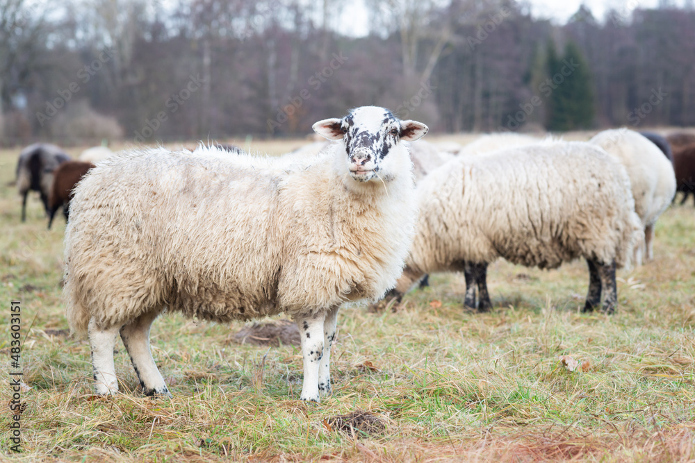 sheep in the field