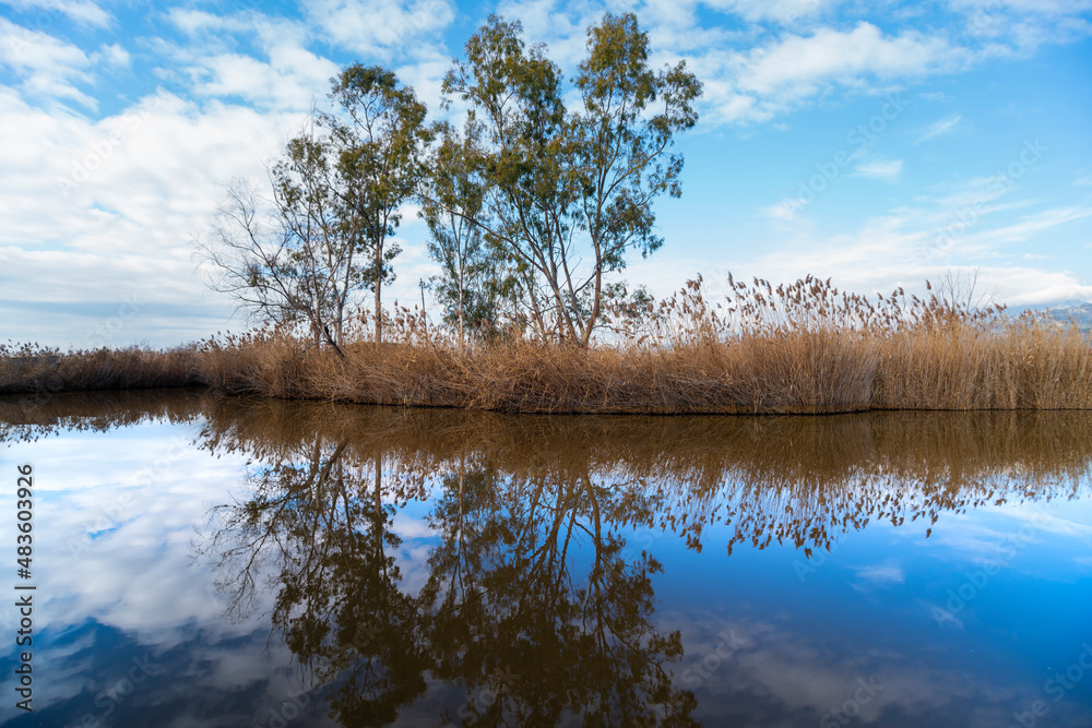 Obraz premium Eucalyptus trees of Massaciuccoli lake reflecting on the water