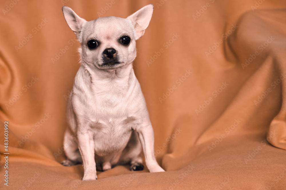 A sad chihuahua is sitting in a chair. Close-up portrait of a small dog.