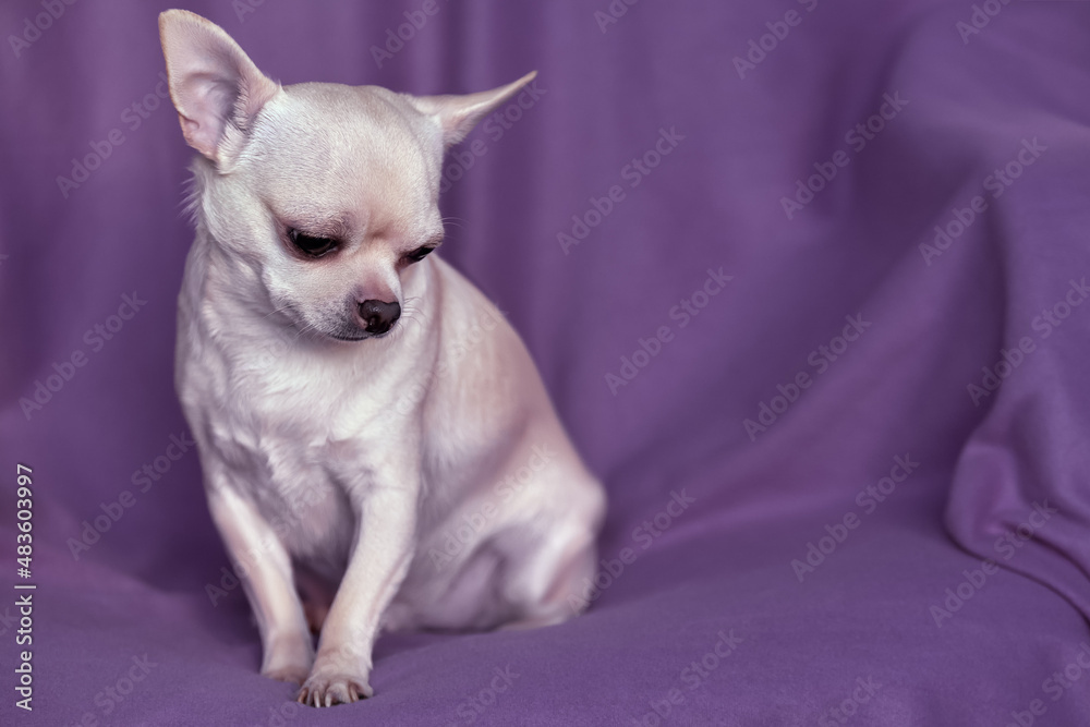 A sad chihuahua is sitting in a chair. Close-up portrait of a small dog. A sad chihuahua is sitting in a chair. Close-up portrait of a small dog.