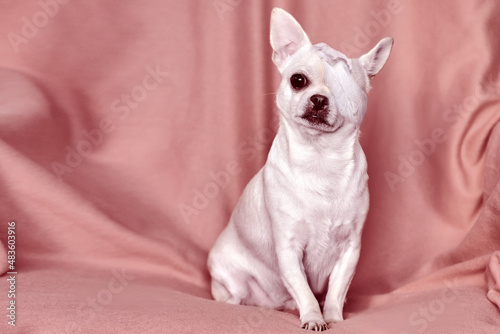 Chihuahua with bandaged head close-up. Injured pet. Treatment of a dog in a veterinary clinic.