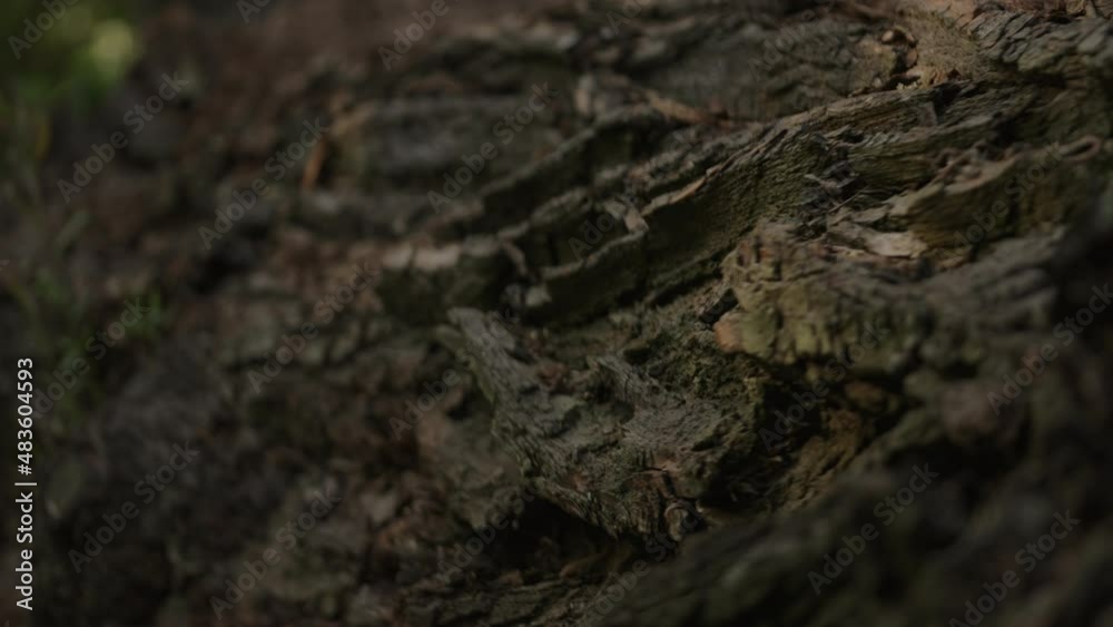 Slow motion shot of fallen tree closeup Slow motion shot of fallen tree closeup
