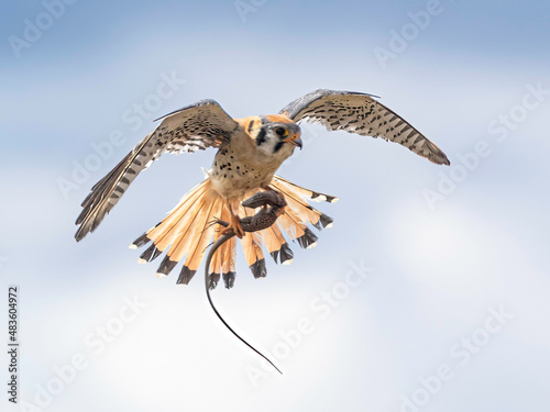 American Kestrel in Flight