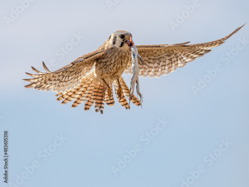 American Kestrel in Flight