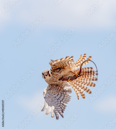 American Kestrel in Flight