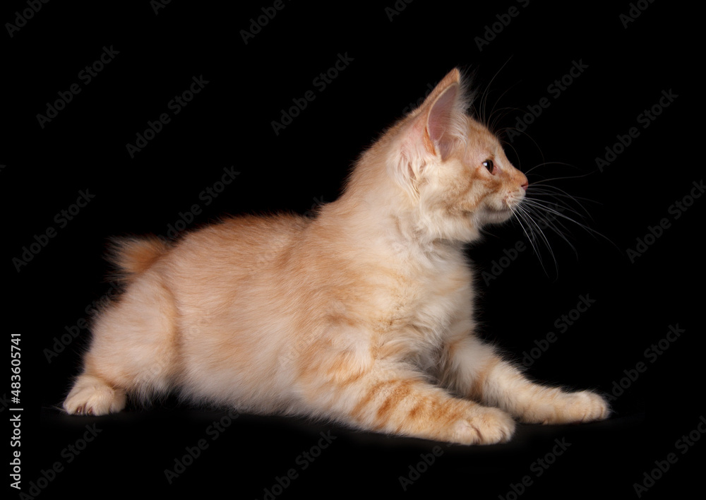 Obraz premium Kurilian Bobtail kitten