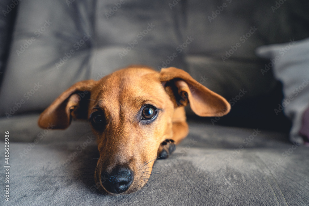 Brown puppy looking cute in the camera.